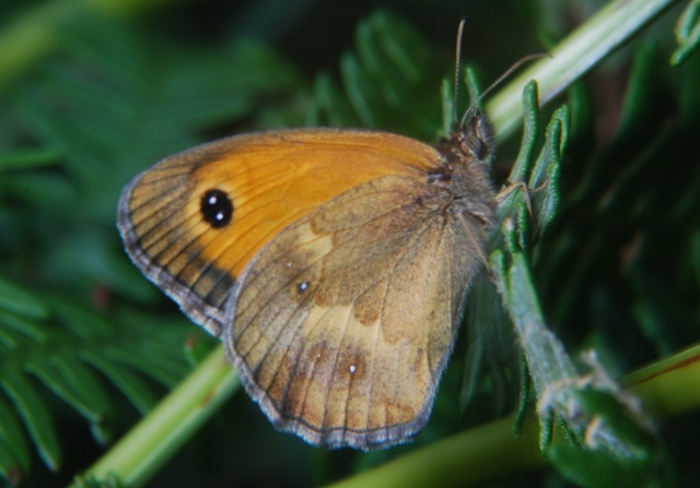 Coenonympha pamphilus